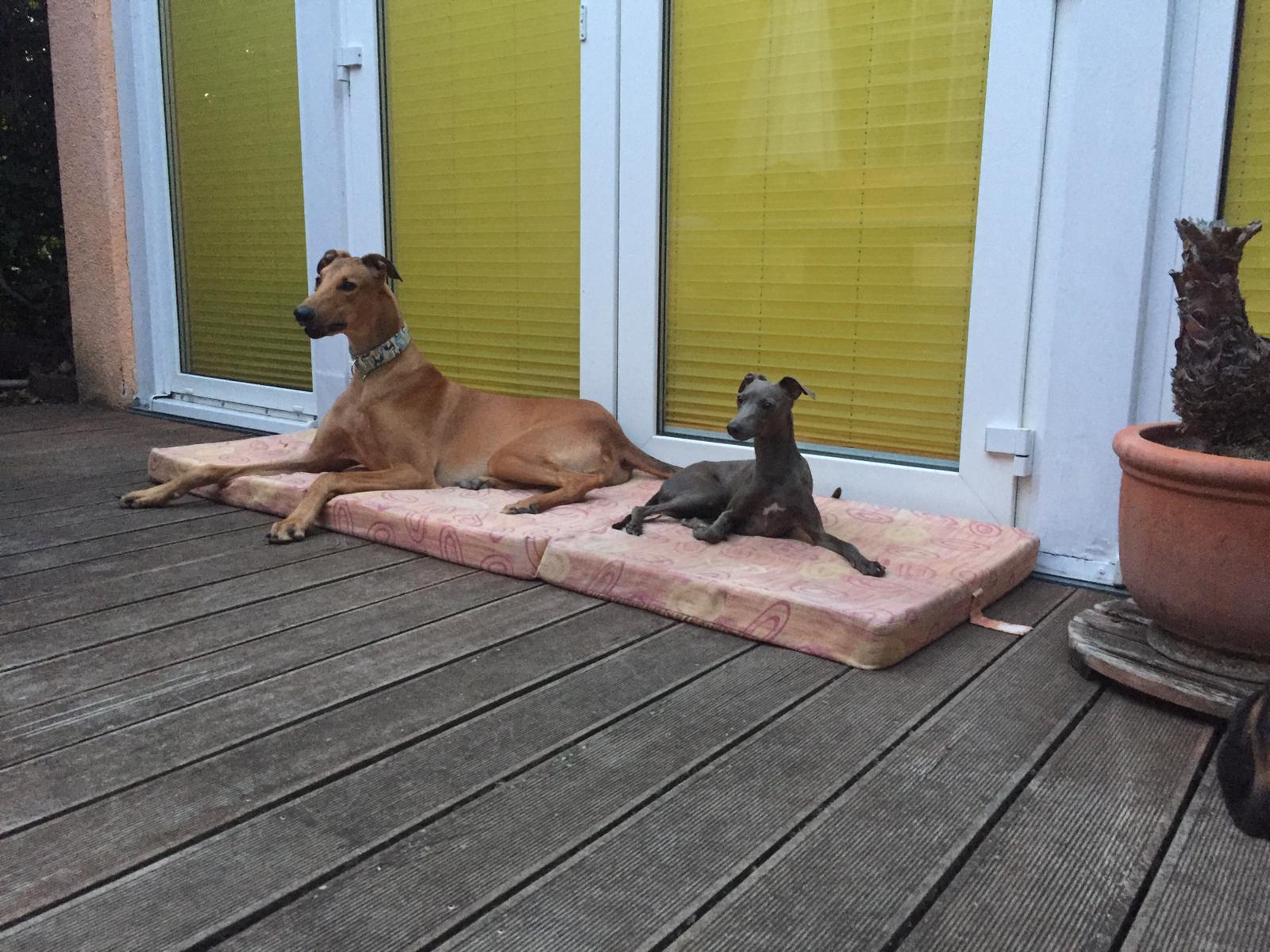 Windspiel-Rüde: Winston